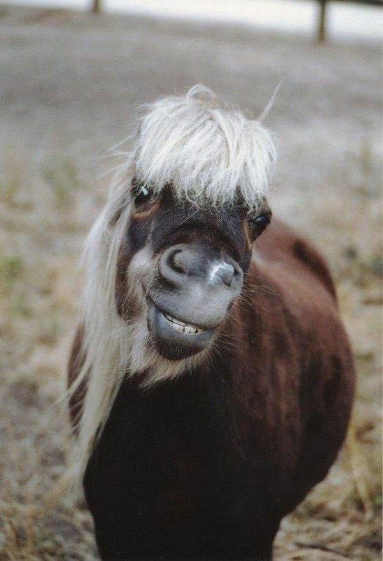 horseimage's tweet photo. horse with awful haircut ugly bangs unpleasant grin not exactly the prettiest pony in the stable https://t.co/LBHVSLMjqw