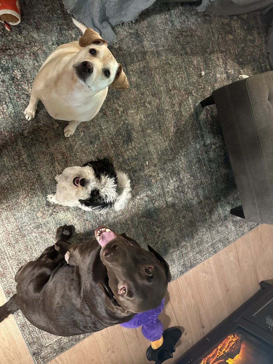 What I’ve learned by getting a third dog: 
- probably, just don’t 
(She fits in perfectly but it’s insanity)
