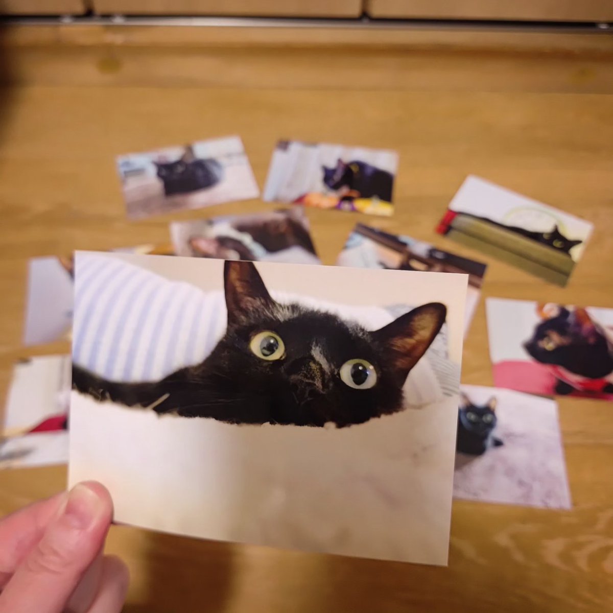 manny_253's tweet photo. 昨日はシャルちゃんの初七日

猫達はお骨の前を通る時は鼻を近付けて挨拶をしたり、ご飯の時はもらう順番を守り、自分のを食べ終えてからシャルのお残しを食べています。

思い出が多すぎて納骨する時の写真を中々選べないけど、四十九日までゆっくりと決めようと思います。

#黒猫 #blackcat #初七日 https://t.co/tr8ntFOj7p