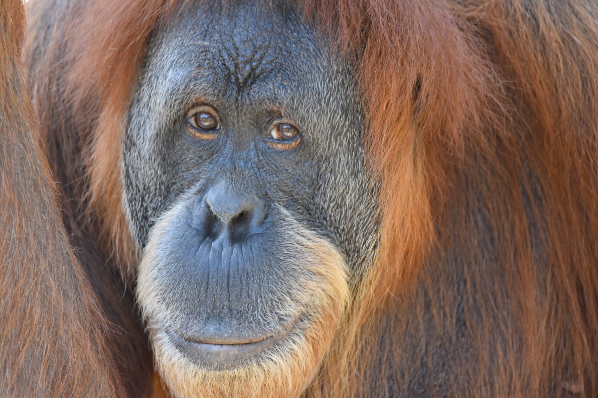 Como Zoo tweet media