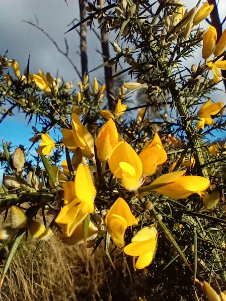 BDS Scotland tweet media