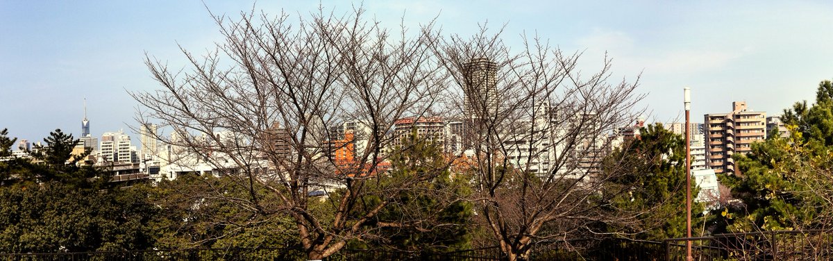 Small flower buds are beginning to appear on the winter branches.

The cherry tree with the Tower at Sohara Park

Fukuoka City, Japan

#Panoramic #Panorama #PanoPhotos #Cityscape #Landscape #Winter
