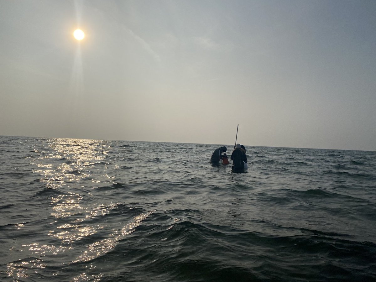 KE_Brodersen's tweet photo. Time for our winter sampling of infauna biodiversity in seagrass vs adjacent bare sediment. Project is in collaboration with DHI, where we are going to use and assess their new biodiversity state indicator (BSI). Stay tuned for more info 👇

#seagrass #biodiversity @roskildeuni https://t.co/ORz1SO5M6q