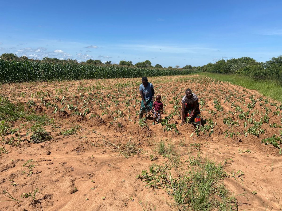 FAOZambia's tweet photo. 🌱Seed Multiplication success!
Priscilla Nzila leads the way! Under the @FAO #SUNII supported program, she successfully intercropped cowpeas with sorghum, iron-beans, & orange-fleshed sweet potatoes on 6 x 300m² land each & passed on the crops to 20+ follower farmers in #Choma. https://t.co/SbEPFdiHe8