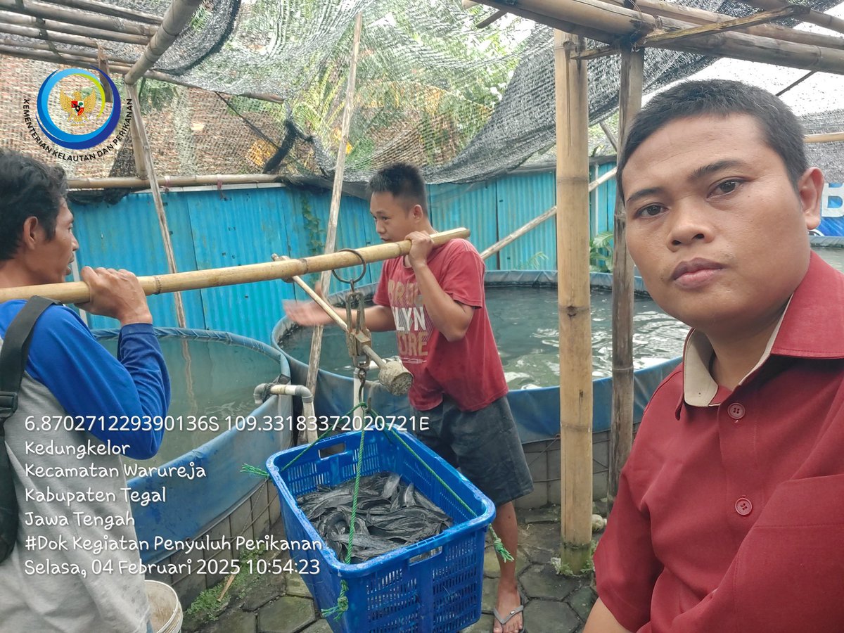 sugi_tanto's tweet photo. Selasa (4/02/2025) Sugi H Luhkan Kab Tegal, Pandampingan Panen ikan lele milik Bpk Umam desa Kedungkelor Kecamatan Warureja sebanyak 104 Kg dgn harga Rp 20rb/kg. #GiatLuhkanSatminkalBogor #luhlapor #budidaya #PPLkabtegal @dpp_ipkani @brpbatpp_bogor @pusluh_bppsdm @diskankabtegal https://t.co/tyoIoSjIOK