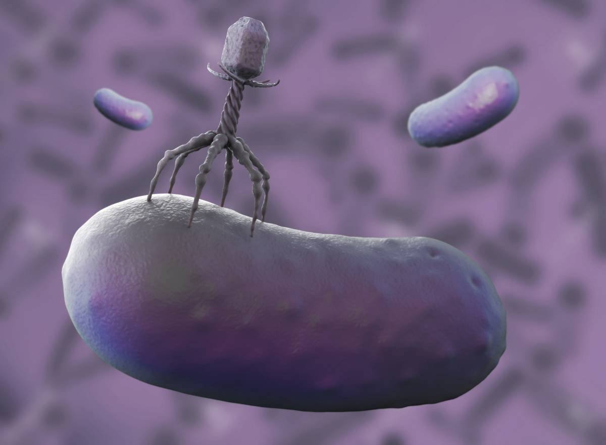 Infection & Immunity UMC Utrecht (@ieni_umcutrecht) on Twitter photo At <a href="/UMCUtrecht/">UMC Utrecht</a> a patient with an infection resulting from a multi-resistant #bacterium has been treated for the first time in the Netherlands with a personalized therapy with #bacteriophages
Full article here: edu.nl/g83a9 At <a href="/UMCUtrecht/">UMC Utrecht</a> a patient with an infection resulting from a multi-resistant #bacterium has been treated for the first time in the Netherlands with a personalized therapy with #bacteriophages
Full article here: edu.nl/g83a9