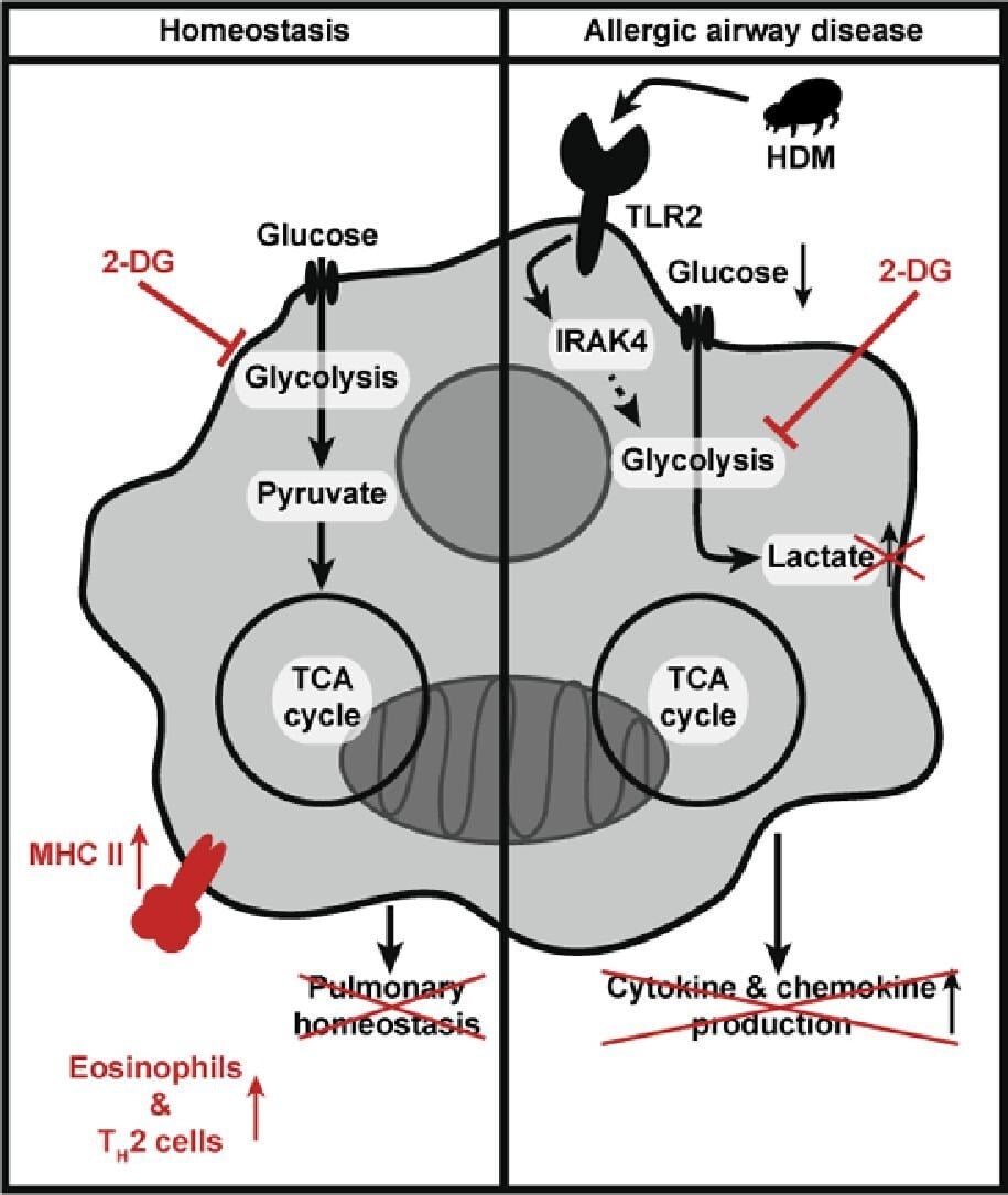 New research reveals that airway macrophages (AMs) rely on glycolysis to maintain lung function and control responses to allergens. This finding suggests that targeting AM metabolism could be a promising strategy to manage lung diseases.
hubs.ly/Q02Zr5JQ0