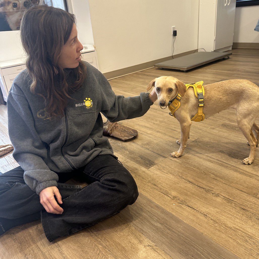 We LOVE Kermie! Kermit loves to be around people and has no problem making doggo besties, so she'd make a great furry sibling to a well matched pup. Kermit will make a great companion and will bring lots of love to her new home! Meet her in Chelsea! ❤️