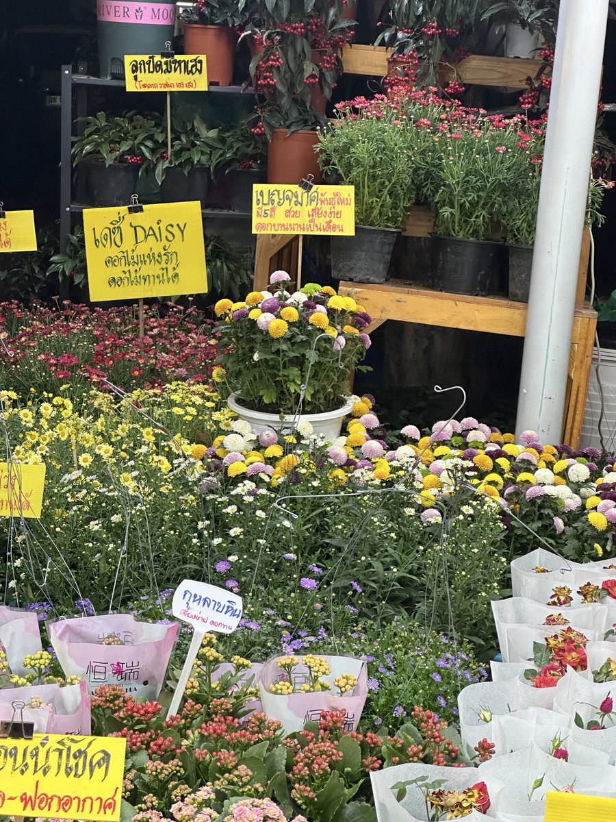 bluemooood's tweet image. 🌲🌹🌸💐🪷🪻🌷🌼💖🫧💫