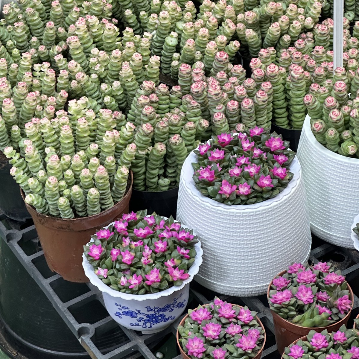 bluemooood's tweet image. 🌲🌹🌸💐🪷🪻🌷🌼💖🫧💫