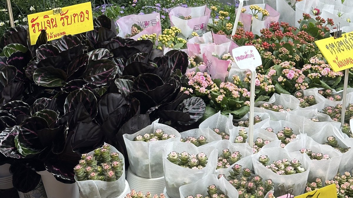 bluemooood's tweet image. 🌲🌹🌸💐🪷🪻🌷🌼💖🫧💫