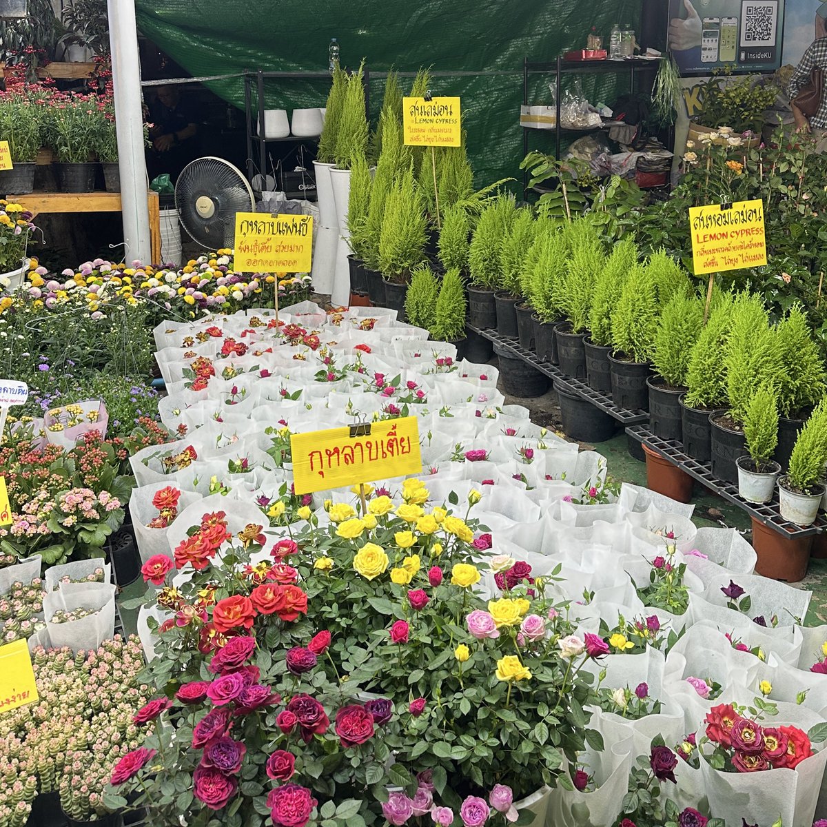 bluemooood's tweet image. 🌲🌹🌸💐🪷🪻🌷🌼💖🫧💫