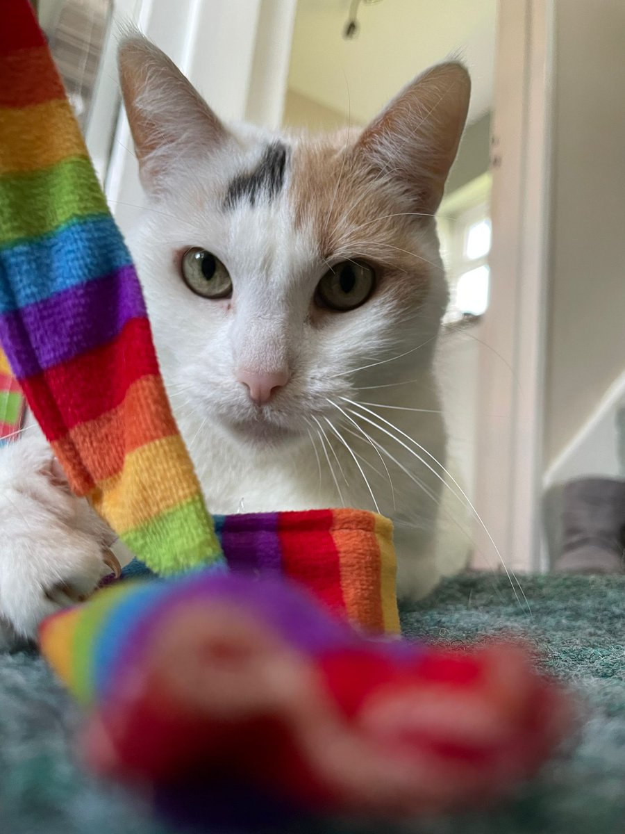 Cherwell Cats Protection 🇬🇧 tweet media