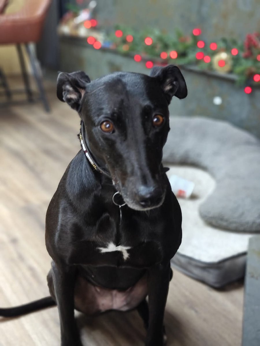 This is TORVI. We need lots of shares please
Torvi went missing while on a walk in Filey East #Yorkshire on the 31 December 2024
Despite 100s of hours searching there hasn't been a single sighting of Torvi
Please keep an eye out out for her. Her owners are desperate for any news.