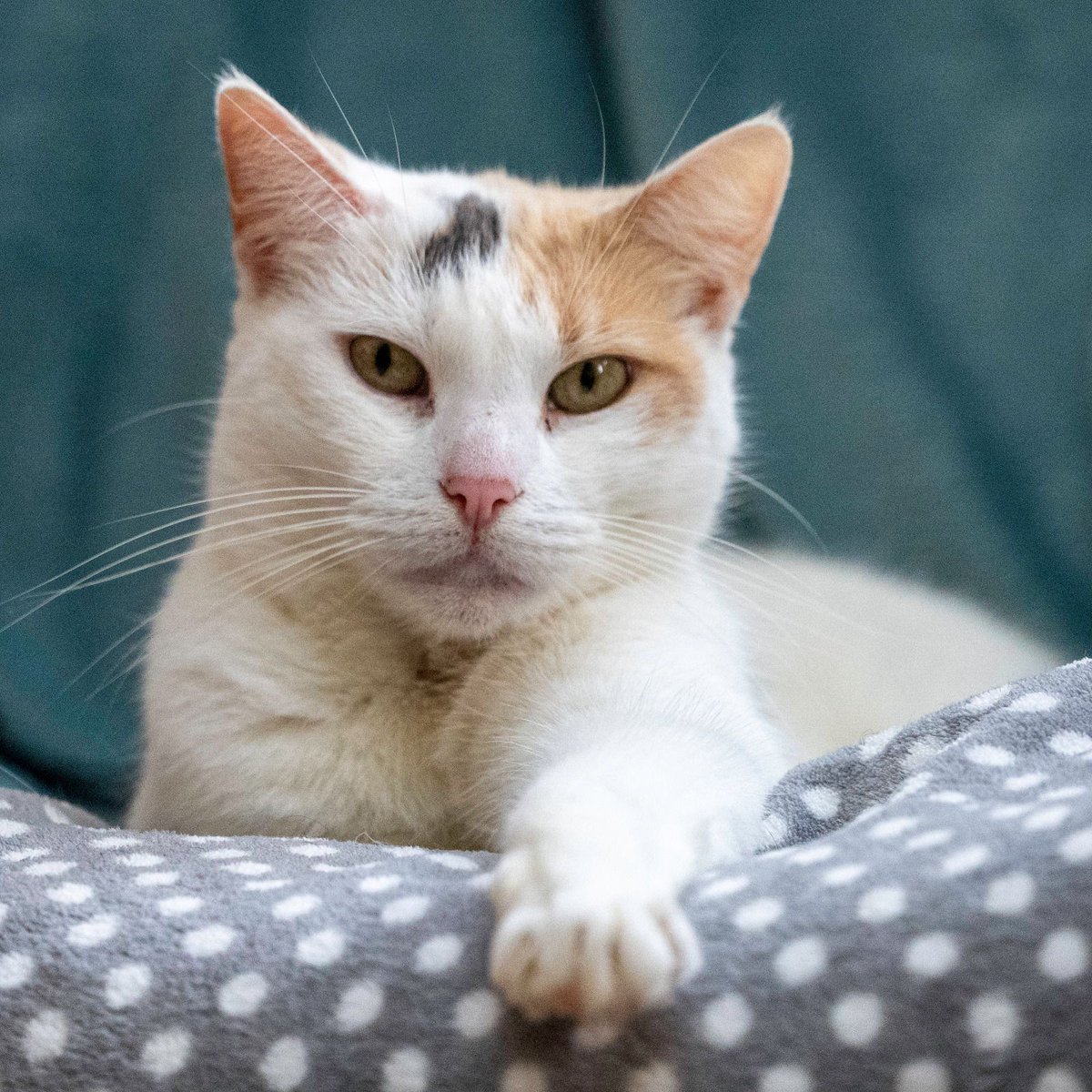 Leia is a 9-year-old girl looking for a forever home that will understand life for her was a little bit scary previously. With time she enjoys strokes and curling up on your lap and also playing with fishing rod toys. 😻

More and enquire: cats.org.uk/cherwell#adopt…

#CatsOfX
