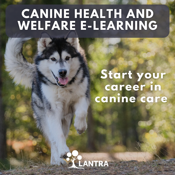 Lantra’s ‘Canine Health and Welfare’ (e-learning) course is perfect for anyone working in a boarding kennel, doggie daycare, or training facility.
This course is completely online and can be completed at your own pace. If you are interested visit: lantra.co.uk/product/35380