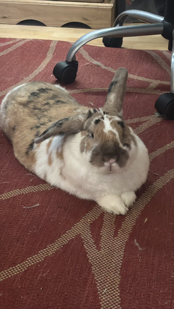 hea so lazy he cant hold up his own ears