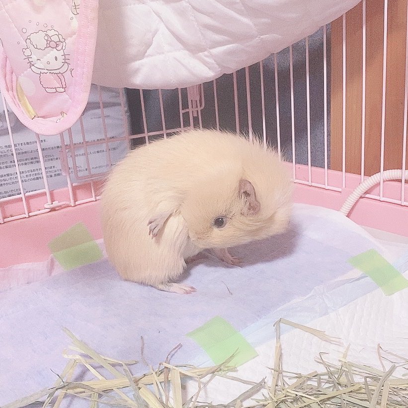 chi__ppi's tweet image. この格好好きです (*˘︶˘*).｡.:*💗

きなこの調子が少し良くないので
またお給仕を戻すことにしました 😌
まだヨダレは出てないけど
毛が逆だってるので少しお口が痛いのかも...

おうちも、2人分けてます (´•ω•`๑)

#モルモット