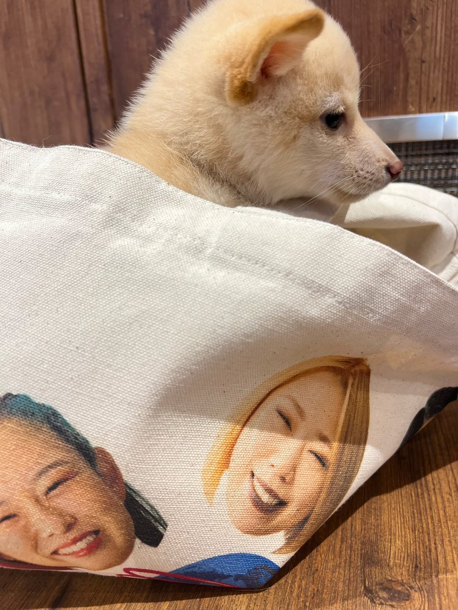 dash_tsuna's tweet photo. #SENJO 8人目🐶
#柴 #犬 https://t.co/xBcZ2lo1kf