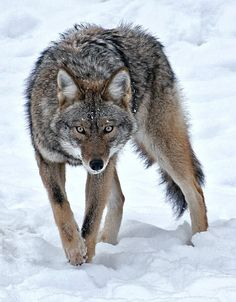 O da Bir Kul (@odabirkul1) on Twitter photo 