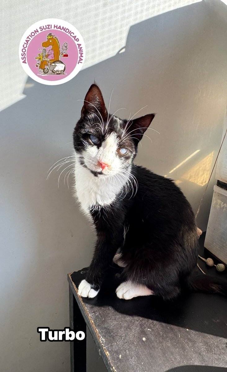 suzihandicapani's tweet image. Un petit coucou c’est moi le joli 🥰 turbo 

Je suis aveugle 👨‍🦯‍➡️ et j’ai également une pathologie chronique respiratoire 🫁 🩷❤️‍🩹