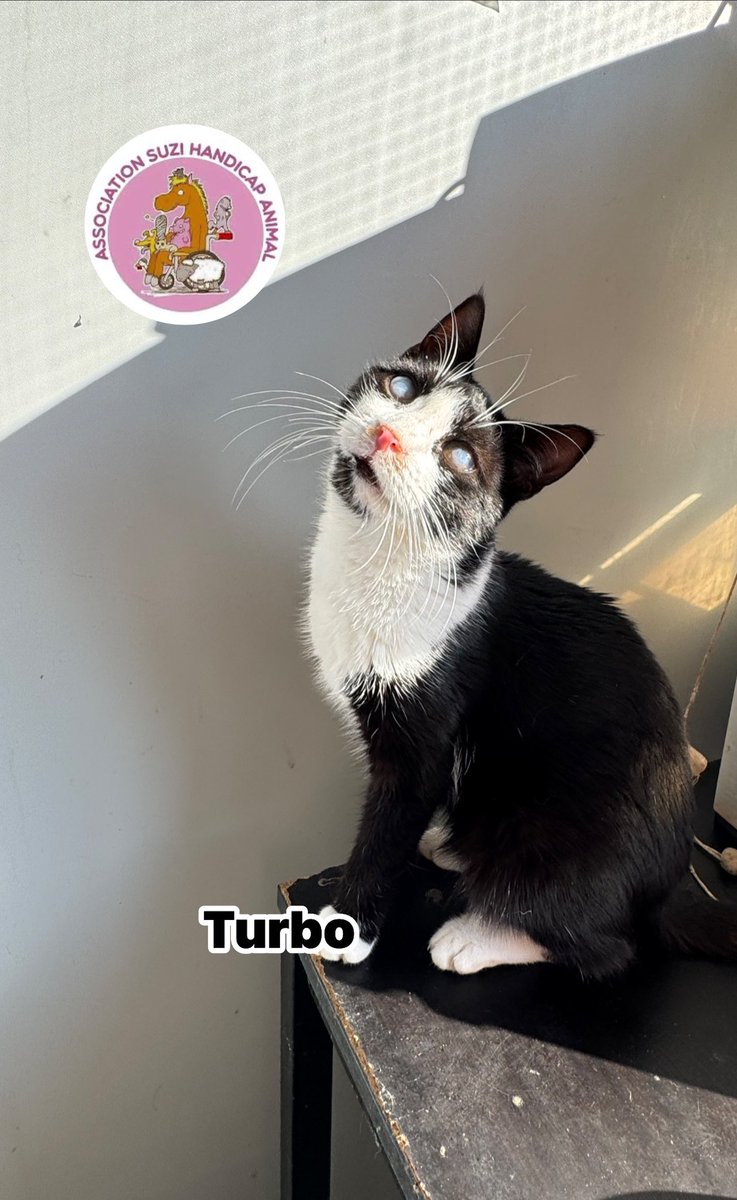 suzihandicapani's tweet image. Un petit coucou c’est moi le joli 🥰 turbo 

Je suis aveugle 👨‍🦯‍➡️ et j’ai également une pathologie chronique respiratoire 🫁 🩷❤️‍🩹