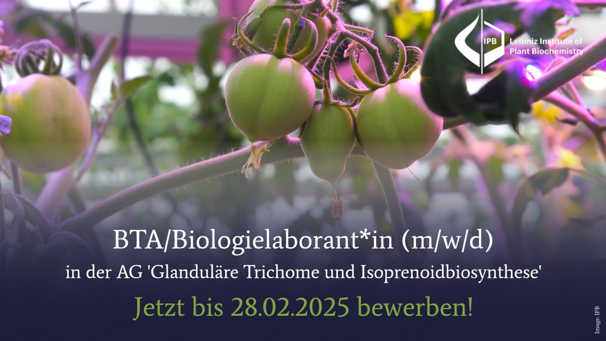 Leibniz Institute of Plant Biochemistry Halle (@ipb_halle) on Twitter photo 📢Wir suchen ein/e #BTA/#Biologielaborant/in (m/w/d) für die AG "Glanduläre Trichome und Isoprenoidbiosynthese" (<a href="/trichomeIPB/">Alain Tissier</a>).
🔗Zur Stellenanzeige: ipb-halle.de/karriere/stell…
🗓️Bewerbungsfrist: 28.02.2025
#plantscijobs #stellenanzeige #scijobs 📢Wir suchen ein/e #BTA/#Biologielaborant/in (m/w/d) für die AG "Glanduläre Trichome und Isoprenoidbiosynthese" (<a href="/trichomeIPB/">Alain Tissier</a>).
🔗Zur Stellenanzeige: ipb-halle.de/karriere/stell…
🗓️Bewerbungsfrist: 28.02.2025
#plantscijobs #stellenanzeige #scijobs