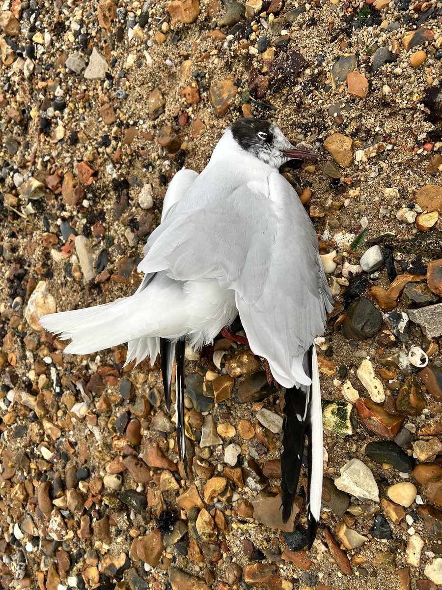 Brian Chard (@brianchard4) on Twitter photo On our cycle ride today we seen this dead Black headed gull, thought I would report it as it may be a casualty of bird flu, couldn’t see any signs of obvious injury.
Location on shore line at what 3 words
///moons.insist.picked
<a href="/harbourbirds/">Birds of Poole Harbour</a> <a href="/DorsetBirdClub/">Dorset Bird Club</a> <a href="/DorsetBirds/">Dorset Birds</a> On our cycle ride today we seen this dead Black headed gull, thought I would report it as it may be a casualty of bird flu, couldn’t see any signs of obvious injury.
Location on shore line at what 3 words
///moons.insist.picked
<a href="/harbourbirds/">Birds of Poole Harbour</a> <a href="/DorsetBirdClub/">Dorset Bird Club</a> <a href="/DorsetBirds/">Dorset Birds</a>