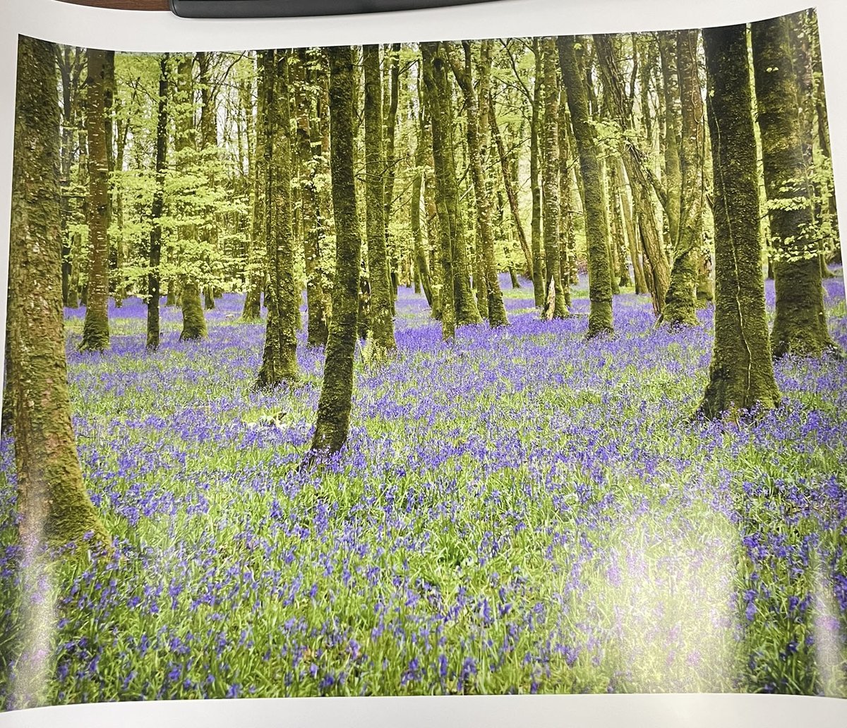 Another happy customer with their 20X16 inch print of Bluebell wood. You can check it out here: 
bit.ly/34LsUeW