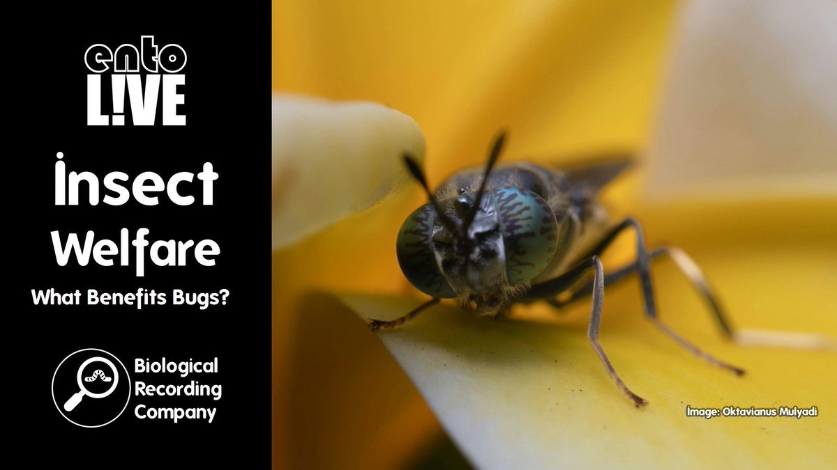 Keiron Derek Brown (@keirondbrown) on Twitter photo 🪲 COMING SOON! Can insects feel pain? If so, what should we do about it? Join Dr <a href="/Bee_Bytes/">Dr. Meghan Barrett</a> for a free webinar on insect sentience & welfare.
🔗 Book now: eventbrite.co.uk/e/102037360391
<a href="/InsectWRS/">Insect Welfare Research Society</a> <a href="/BritEntSoc/">BENHS</a> <a href="/RoyEntSoc/">Royal Entomological Society</a> <a href="/Buzz_dont_tweet/">Buglife</a> @the_buzz_club <a href="/UK_CEH/">UK Centre for Ecology & Hydrology</a> <a href="/amentsoc/">AES - amentsoc.org</a> #InsectWelfare 🪲 COMING SOON! Can insects feel pain? If so, what should we do about it? Join Dr <a href="/Bee_Bytes/">Dr. Meghan Barrett</a> for a free webinar on insect sentience & welfare.
🔗 Book now: eventbrite.co.uk/e/102037360391
<a href="/InsectWRS/">Insect Welfare Research Society</a> <a href="/BritEntSoc/">BENHS</a> <a href="/RoyEntSoc/">Royal Entomological Society</a> <a href="/Buzz_dont_tweet/">Buglife</a> @the_buzz_club <a href="/UK_CEH/">UK Centre for Ecology & Hydrology</a> <a href="/amentsoc/">AES - amentsoc.org</a> #InsectWelfare