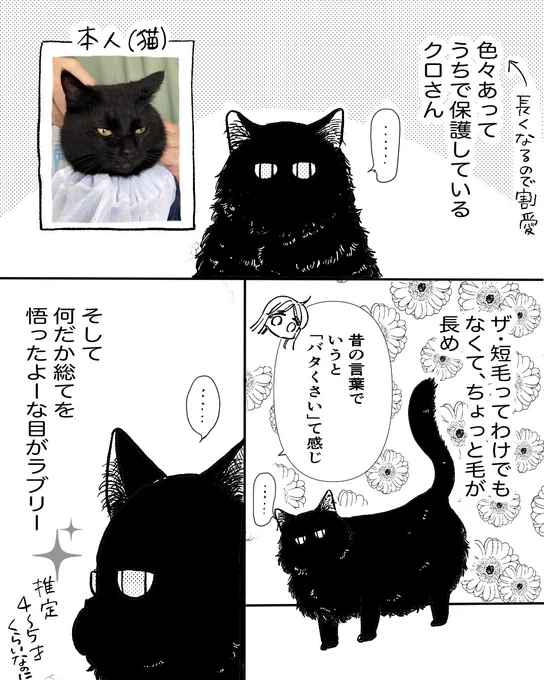 保護猫クロさんとの生活(1/2) 