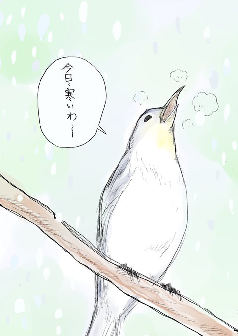 今日の鳥🐧〜 