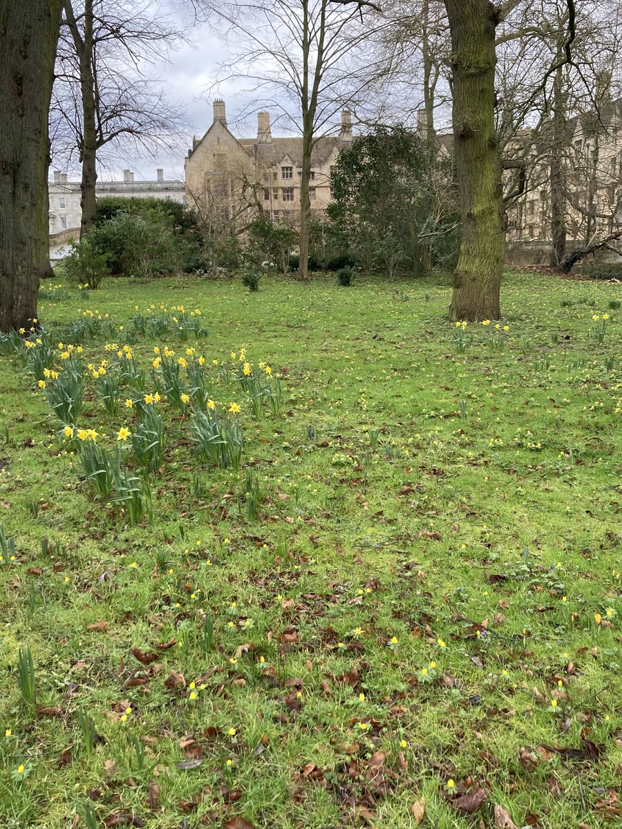 DfsStubbs's tweet photo. #Daffodils and #aconites with the odd #crocus in bloom at #KingsCollege. #Cambridge https://t.co/dtqXFeWjty