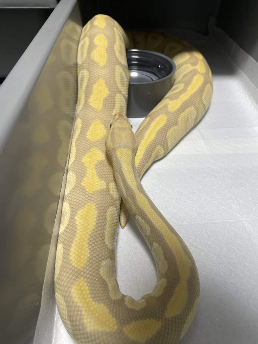 BMMorphsJapan's tweet image. 2キロ越えでこの美しさ。
Mojave Candino

#ballpythons
#ボールパイソン
