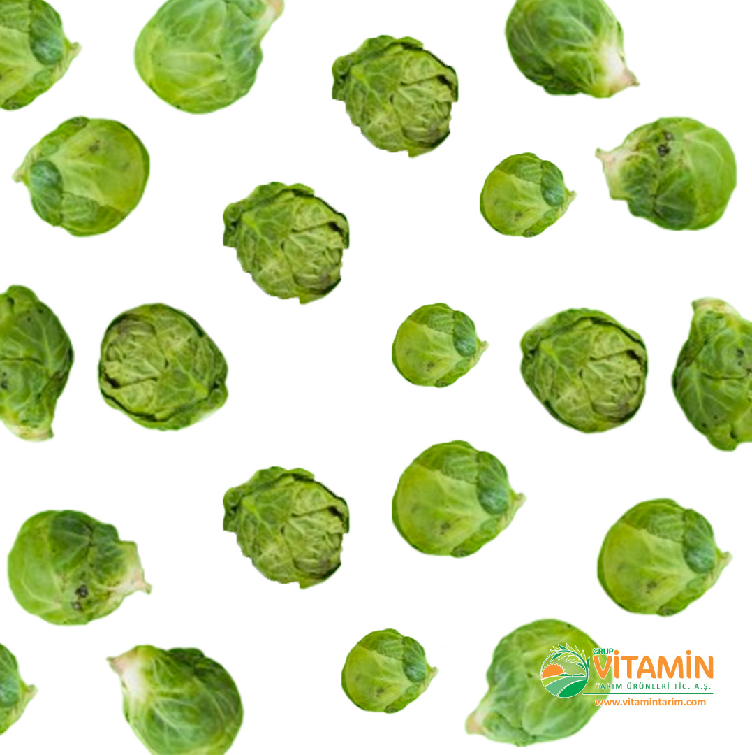 vitaminturkey's tweet photo. BRÜKSEL LAHANASI

Bize ulaşın:
info@vitamintarim.com
0 216 396 04 49

BRUSSELS SPROUTS

Contact us:
info@vitamintarim.com
+90 216 396 04 49

#yaşmeyvesebze #tarladansofraya #doğallezzetler #tazeürünler #brusselssprouts #bürüksellahanası @Nergishazal https://t.co/XrFbquel0b