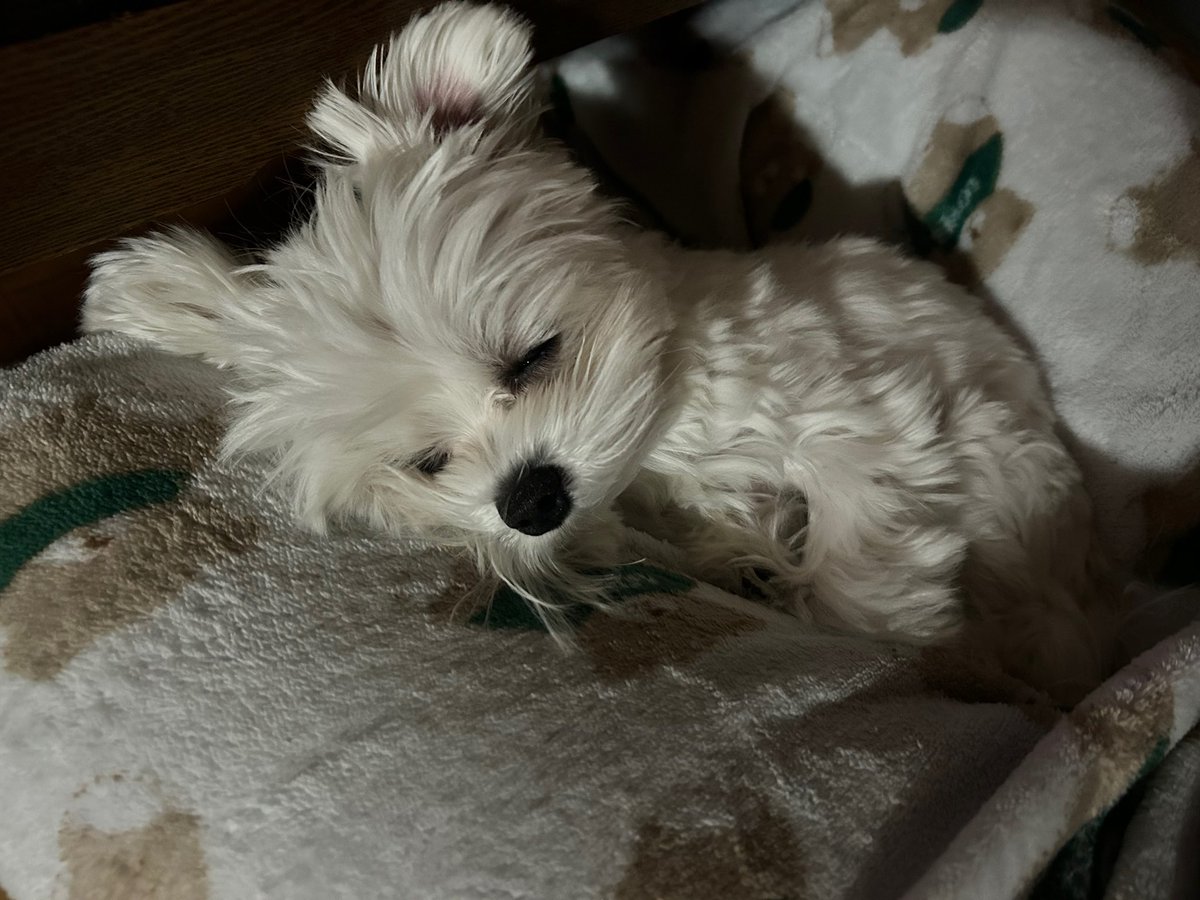 정형돈 이래로 제일 맛있게 자는 강아지