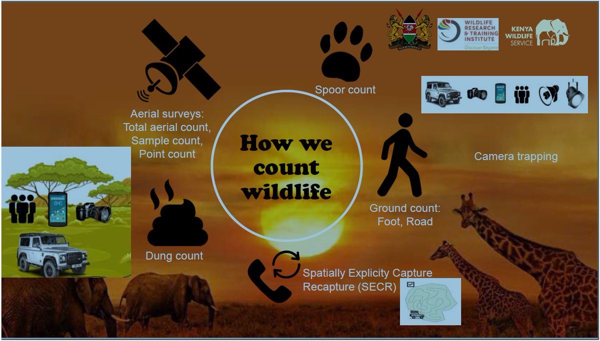 WRTIKenya's tweet photo. During the National Wildlife Census, the Institute employs different methods to collect data on population estimates for wildlife.

For the upcoming Tsavo Ecosystem Census that kicks off on February 15, the teams will use total aerial counts, which will involve the use of fixed-wing aircraft and helicopters for a complete survey. 

 Tsavo is home to 38% of the country’s known elephant population, alongside other key species like giraffes, buffaloes, and big cats.

The results from the Tsavo ecosystem will guide conservation strategies, ensuring the long-term sustainability of the rich biodiversity.

 #Count2Conserve