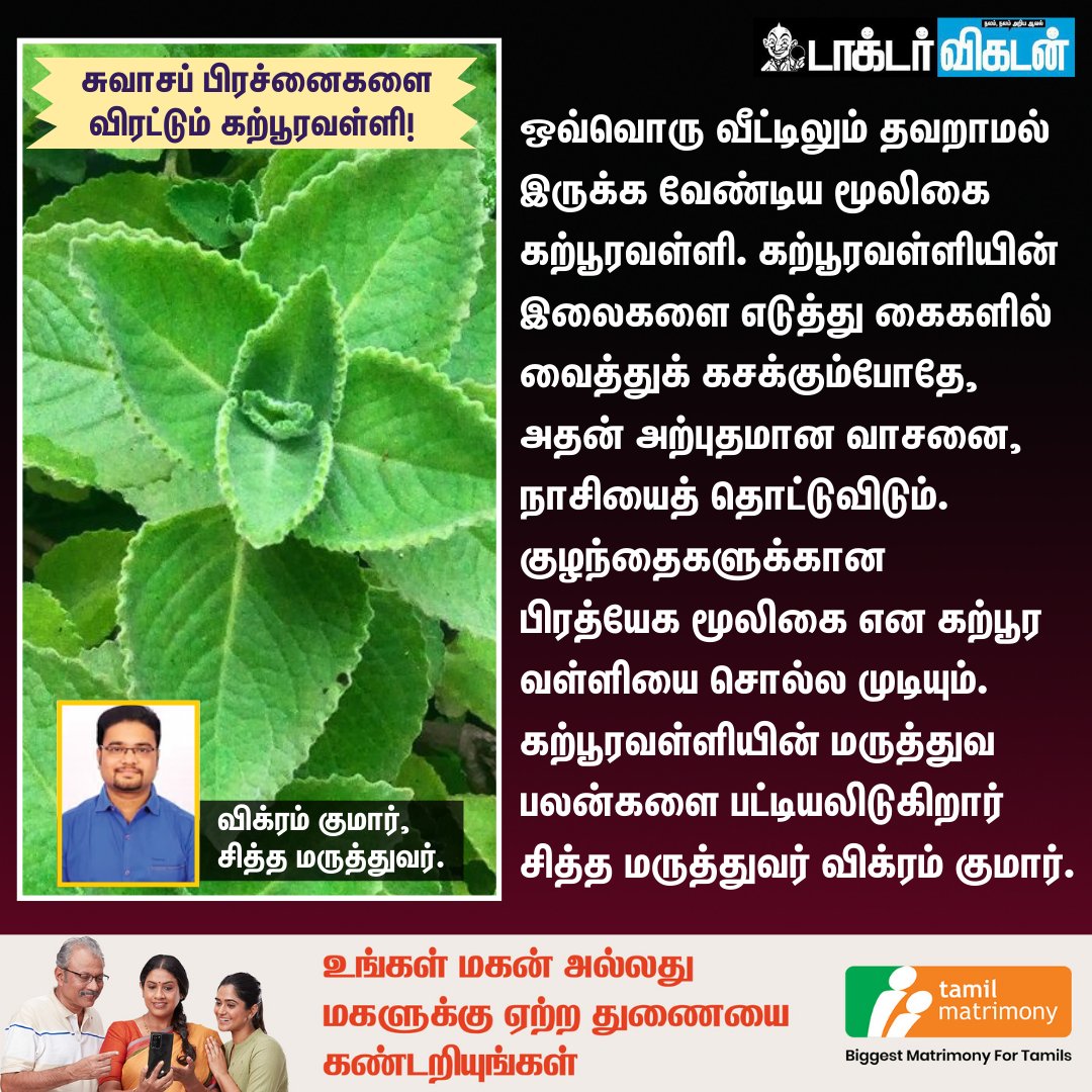 DoctorVikatan's tweet photo. சுவாசப் பிரச்னைகளை விரட்டும் கற்பூரவள்ளி!

#MexicanMint | #கற்பூரவள்ளி | #Health https://t.co/H6HewjjIgB