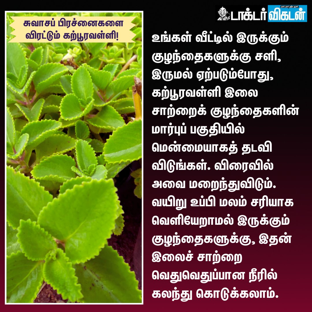 DoctorVikatan's tweet photo. சுவாசப் பிரச்னைகளை விரட்டும் கற்பூரவள்ளி!

#MexicanMint | #கற்பூரவள்ளி | #Health https://t.co/H6HewjjIgB