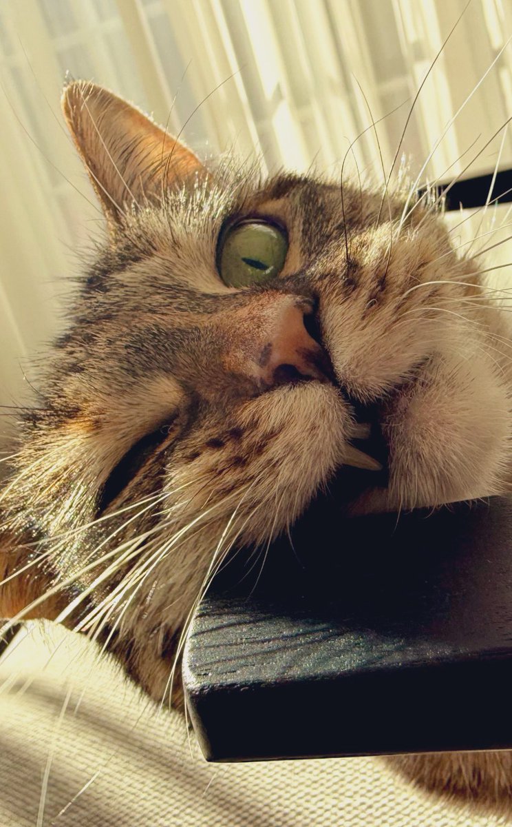 Ricky Gervais tweet media