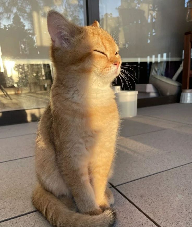 Why you should have a cat (@shouldhavecat) on Twitter photo 