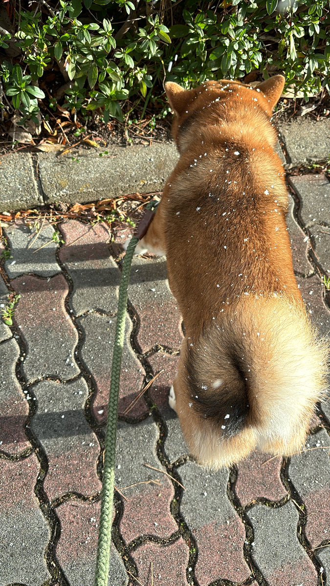 CikVft's tweet photo. 犬は喜び飼い主は大爆笑。
住宅街爆走して恥ずかしかった🫶🏻️ https://t.co/Dij0EugfeS