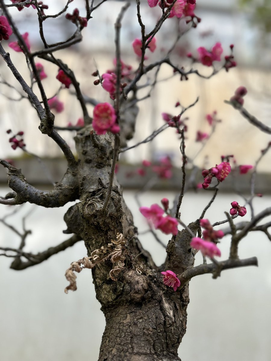 baeapple tweet picture