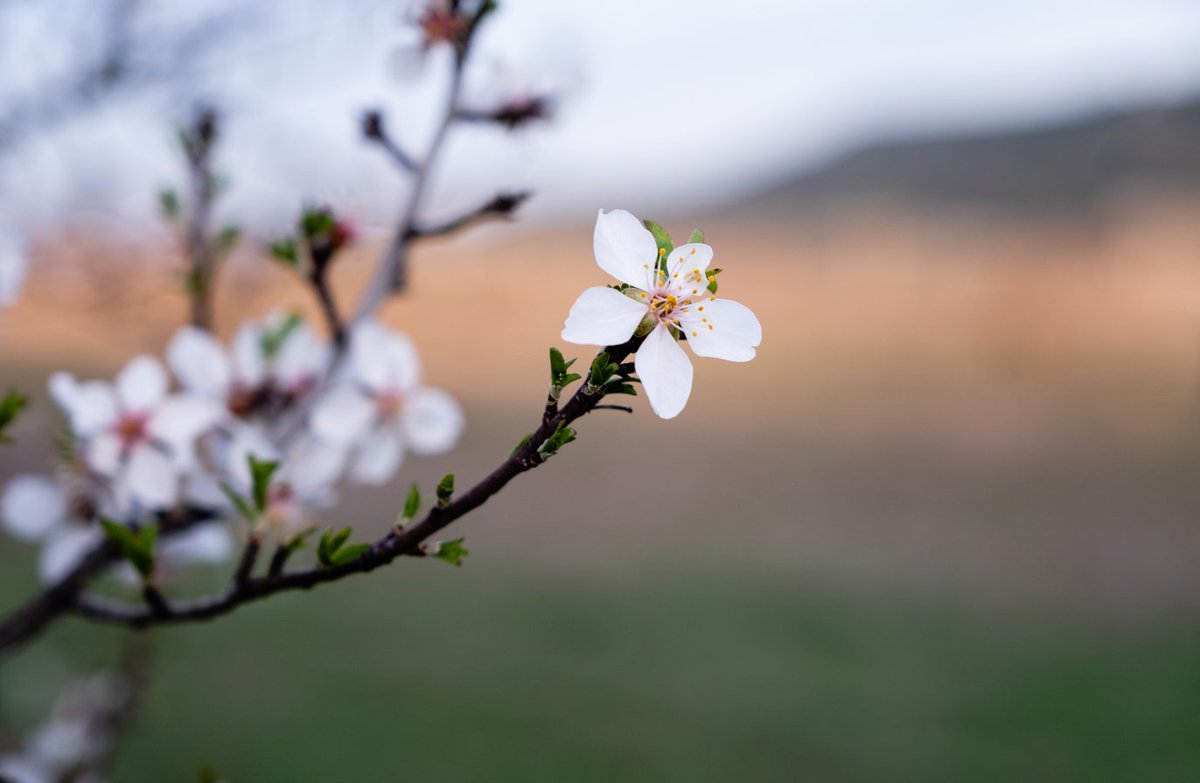 UkSoil's tweet photo. "The February sunshine steeps your boughs and tints the buds and swells the leaves within." 
— William C. Bryant

#QuoteOfTheDay #WilliamCBryant #February #trees #flowers #garden  #SafeSoilUK #FebruaryQuotes #nature #leaves #buds https://t.co/kXCnZoRwJa