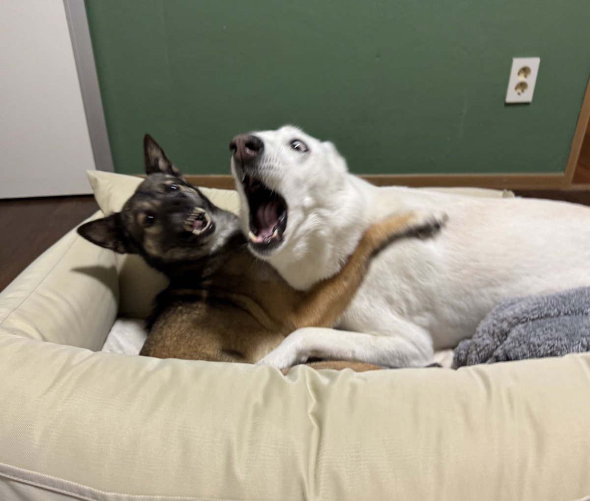 ..진예 가족찾아요 빨리..