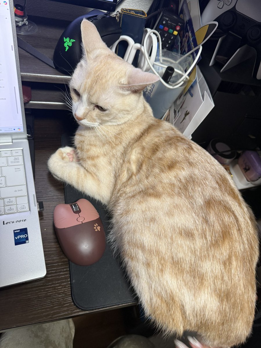 catcancute's tweet photo. 等身大猫型マウス

 #猫のいる暮らし https://t.co/KsFKu698Sx