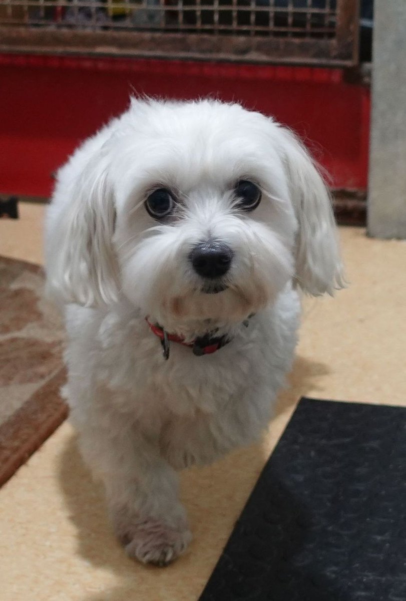 Znaleziono psa, Gdańsk
Pies Przywieziony Z Interwencji 29.01.2025
wieszgdziezwierz.pl/psy/znalezione…
#znalezionopsa #znaleziono #pies #gdańsk