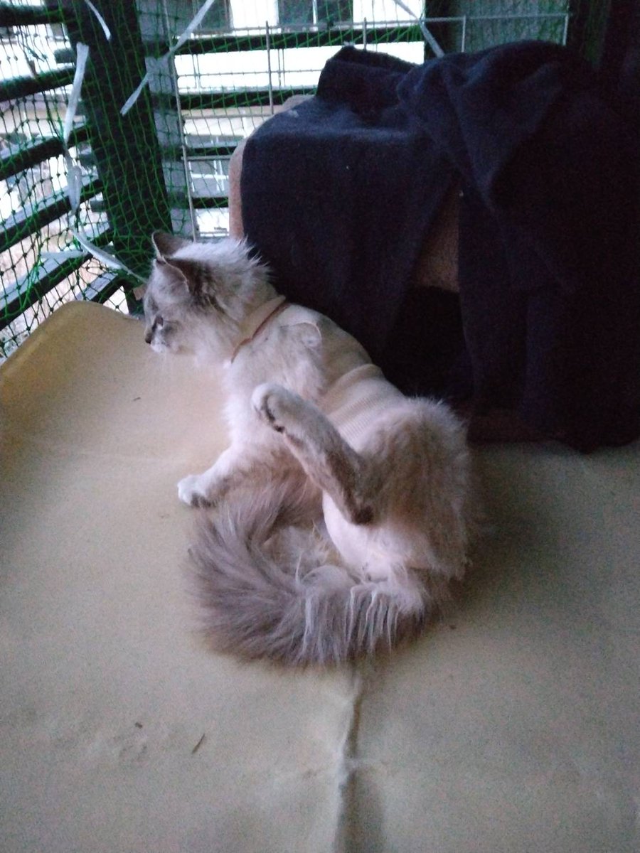 うちに居付いてる野良猫に避妊手術を受けさせたので療養期間はベランダのスペースで飼います。
断熱材と布団を仕込んだクッションハウスがあるので寒波も心配ありません