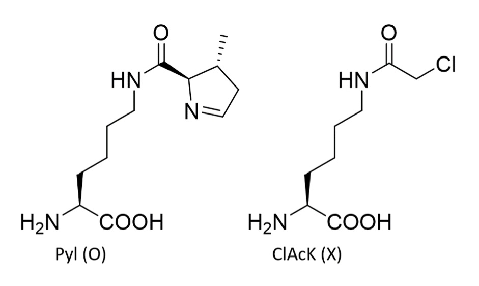 calviology's tweet photo. Our new method overcomes this limitation by using a non-canonical amino acid, 2-chloroacetyl-Nε-lysine (ClAcK), which can react with a proximal cysteine. https://t.co/CrDT3RROYl