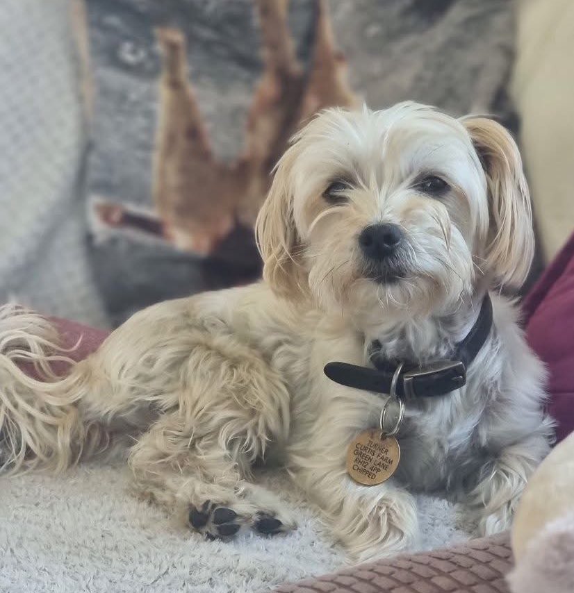 MakeChipsCount to Reunite Pets tweet media